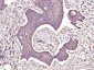 VDAC1 Recombinant Rabbit mAb, Mitochondrial Loading Control